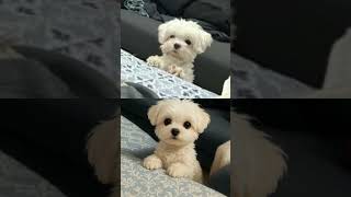 努比滿臉問號❓🤣🤣🤣#馬爾濟斯 #cute #cutedog #寵物友善日常 #puppy #pets #doglover