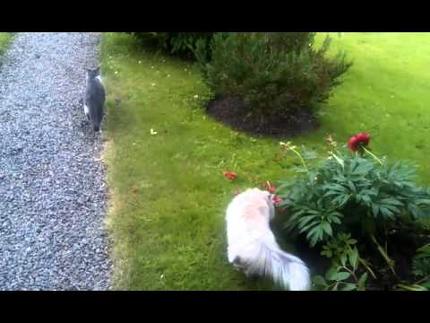 Just walking Mira, the persian