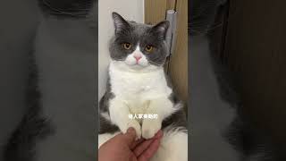 小猫咪能有什么坏心思呢我镜头下的小猫 谁能拒绝傻憨憨的小猫咪 萌宠出道计划