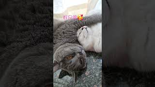 #cute #cat #貓眼觀察室 #cutecat #cutespets #貓跳台 #喵哥是萌新 #funny #貓咪日常 #