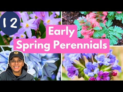 12 Early Blooming Flowers | Perennials For Spectacular Spring Garden!