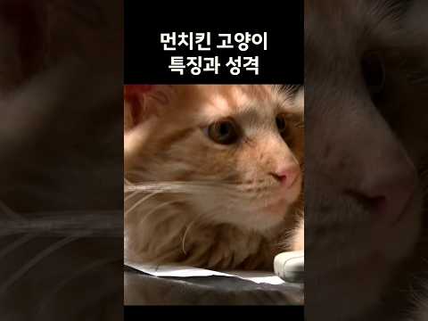 먼치킨 고양이 특징과 성격에 대해 알아보자 #고양이 #고양이일상 #고양이영상 #cat #cat #냥이 #cute #지식 #animals #funny #먼치킨