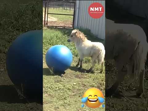 Funny Fails Of The Week #31 - Try Not To Laugh #fail #failarmy #funnyvideo