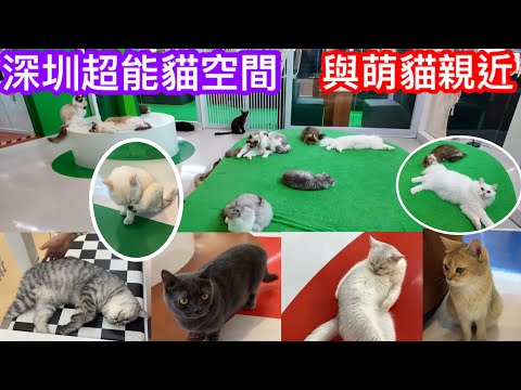 愛貓人士注意｜平價入場與可愛貓貓同樂｜深圳超能貓空間｜深圳珠海中山都有分店｜萌貓小天地｜親子玩樂治愈好去處