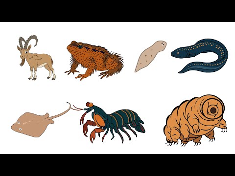 Every Animal with Superpower Explained in 9 minutes