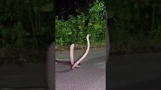 बाप रे सर्वात विषारी साप बघा मित्रानो कसा असतो 😱🐍😱 #snake #cobra #snakes #snakerescue #snakecages