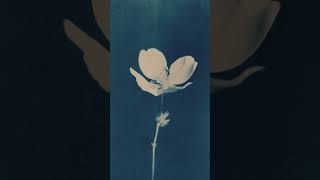 青花风格的花朵 midjourney Google 和剪映专业版创作（prompt 在说明区）#midjourney