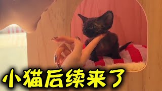 你们要的小猫后续来了#韩景枫51king #猫【韩景枫51KING】