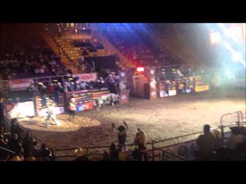 Rockstar the Bucking Bull