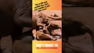 Baby Elephant Siblings Playing in Mud | Cutest Moments Ever!#babyelephants #siblinglove
