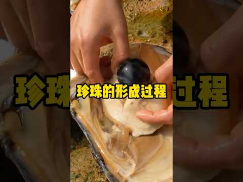 天然珍珠的形成全过程 #有趣 #科普 #珍珠 #养殖珍珠