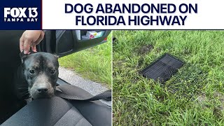 Caged dog found abandoned on I-275 in Florida