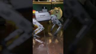 When my pet dog meets the robot dog🤣🤭#funny