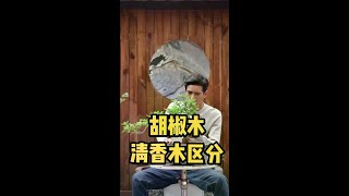 一起学盆景 胡椒木和清香木区别很大，为什么有人会冒充呢？#盆景艺术 #盆景 #精品盆景 @录品记小号