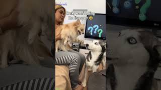 ❤️🐈 Funny cats ❤️🐈 , ❤️Funniest cats #FunAnimals  PART 871