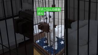 【パピー犬動画】生後2ヶ月755グラムごはん待ちのポポ　#マルチーズ　#子犬　#パピー犬　#仔犬　#幼犬　#子犬のいる暮らし 　#子犬の成長記録