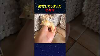 孵化してしまったヒヨコ
