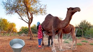 Amazing Camel Farming in Kazakhstan. Fresh Camel Milking