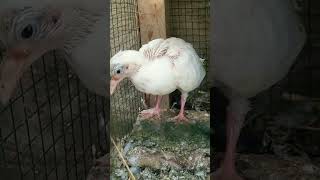 #shortvideo #youtubeshorts #kabutar #ytshorts #exactcreator #viral #howtoviralshorts #pigeon #hashim