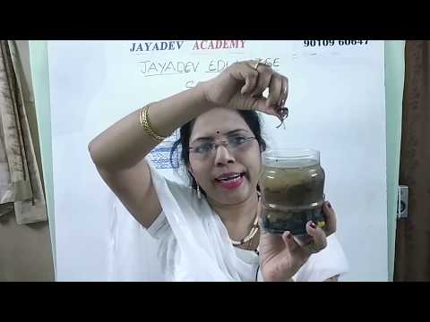 CBSE || SCIENCE GRADE-3 SOIL LESSON BY JAYADEV EDU CBSE