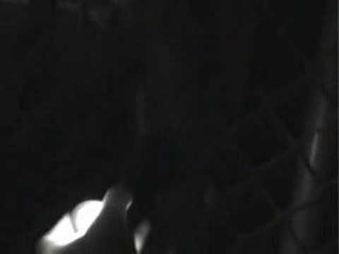 Scary Video - The Foggy Possum