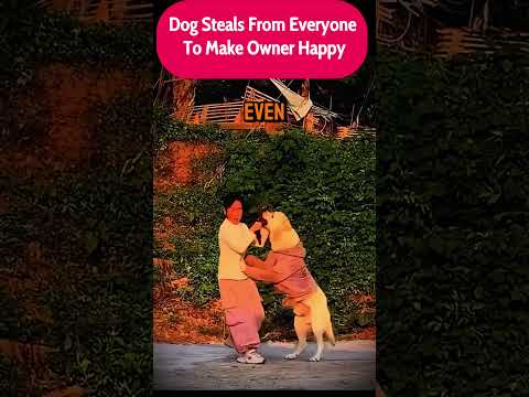 Dog Steals From Everyone To Make Owner Happy #stories #dog #fyp