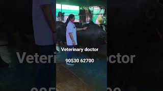 Artificial Insemination training | cow buffalo training | Dangar doctor | ai Maitri Training |