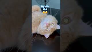 Morning Vibes #short #shorts #cat #cats #mycat #sweet #cute #ilovemycat #trending