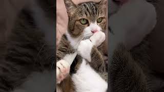 Adorable Kitty - A Must-Share with the Cutest People