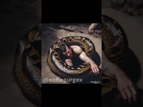 In the Anaconda's Grip: A Fight for Survival