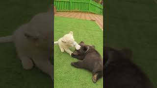 🦁🦁🦁🐻🐻🐻fighting  #lioncub #lion #bearcub #bear #kitten #foryou #fpy #cute #kitty #zoo #adorable