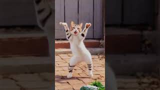 funny cats #funny #cute #cats #pets #kitten #viralvideo