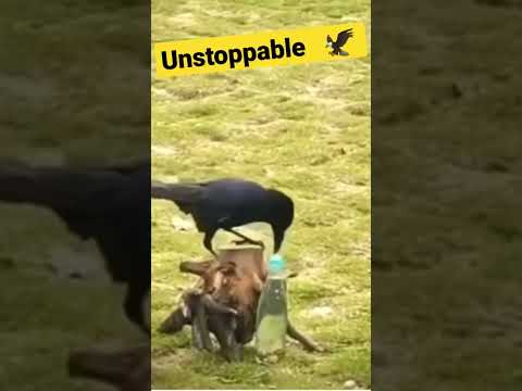 #unstoppable #thirstycrow #ravi #ravindra #trending #new