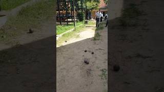 Funny petanque fighting #volleyballplayer #volleyball #sports  #volleyballteam #petanque