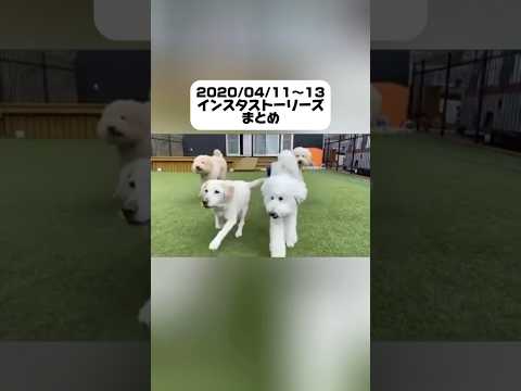 【過去のストーリーより】#愛犬#犬のいる暮らし #大型犬#ドッグラン