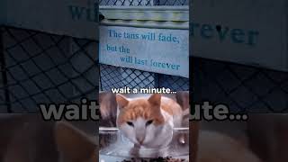 wait a minute....🤣. #cat #memes #xzybca