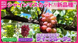 【“新品種”も登場】進化続けるシャインマスカット  甘さ見分けるコツは？『気になる！』