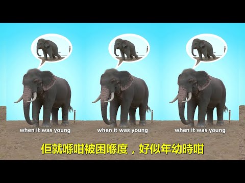 Why Elephants Never Escape 😥 為什麼大象從不逃跑 😥