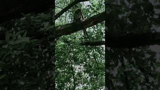 hanuman chalisa status video's hanuman ji hamre gav me aae hai rodadti khilate huevw #hanuman