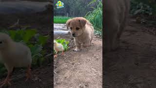 Funny Dog Videos 2024: Dogs Bringing Lots of Laughter2! #funnydogs #shorts #animallanguage2al #funny