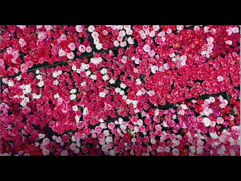 【春旅】日本一の牡丹の島・神と暮らす港町を満喫ドライブ