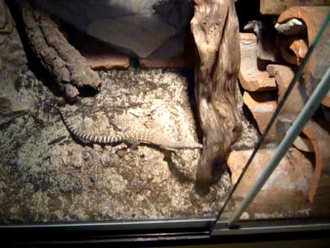 kimberley rock monitor exploring new cage