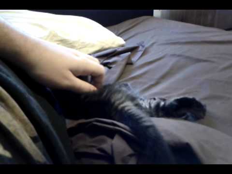 Kitten
