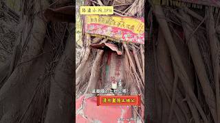【路邊小祠_Ep16】林園清水巖後土地公 ◎住在榕樹裡的土地公 #高雄景點 #駱駝山