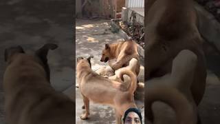 Dog #dog #dogfunny #animals #dogvideo #shortvideo