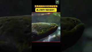 亞馬遜森林中的神秘怪物：遇上牠們千萬別留步！