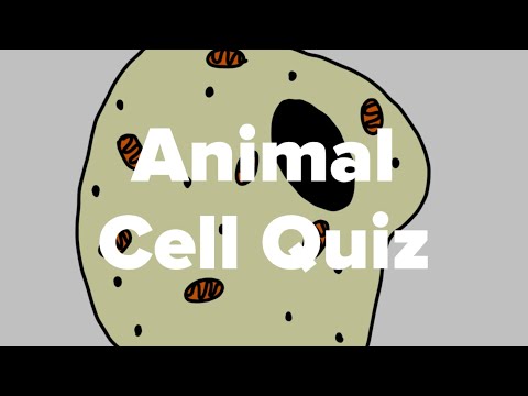 Animal Cell Quiz