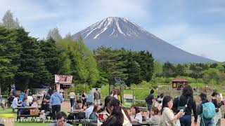 20250511 山梨縣富士河口湖町「富士本栖湖リゾート」，「富士芝桜まつり」的芝櫻花海真美，跟兩年前的差別只有幾片區域是豐富彩色的，還有音樂演奏，其他大致上差不多