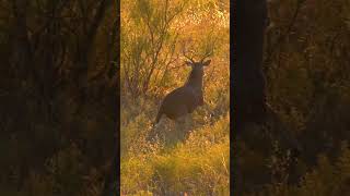 INSANE Texas Kill!