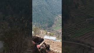 || अपना प्यारा पहाड़ (गांव) उत्तराखंड चमोली गढ़वाल ||